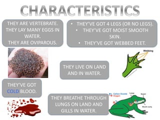 THEY ARE VERTEBRATE.
THEY LAY MANY EGGS IN
WATER.
THEY ARE OVIPAROUS.
THEY BREATHE THROUGH
LUNGS ON LAND AND
GILLS IN WATER.
• THEY’VE GOT 4 LEGS (OR NO LEGS).
• THEY’VE GOT MOIST SMOOTH
SKIN.
• THEY’VE GOT WEBBED FEET.
THEY’VE GOT
COLD BLOOD.
THEY LIVE ON LAND
AND IN WATER.