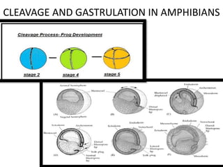 CLEAVAGE AND GASTRULATION IN AMPHIBIANS
 