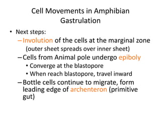 Involuting Marginal Zone cleavage and gastrulation in amphibians | PPTX