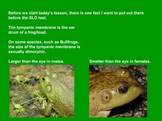 Before we start today’s lesson, there is one fact I want to put out there
before the SLO test.
The tympanic membrane is the ear
drum of a frog/toad.
On some species, such as Bullfrogs,
the size of the tympanic membrane is
sexually dimorphic.
Larger than the eye in males. Smaller than the eye in females.
 