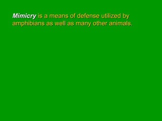 MimicryMimicry is a means of defense utilized byis a means of defense utilized by
amphibians as well as many other animals.amphibians as well as many other animals.
 