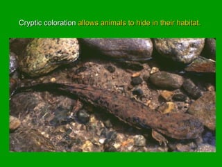 Cryptic colorationCryptic coloration allows animals to hide in their habitat.allows animals to hide in their habitat.
 
