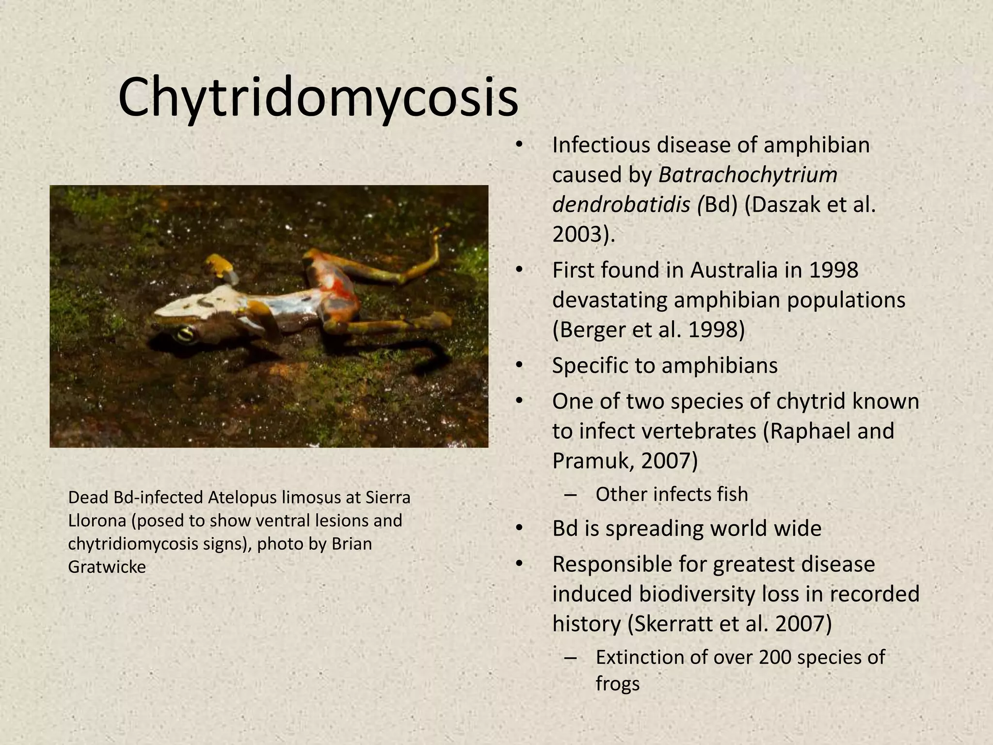Chytridomycosis
• Infectious disease of amphibian
caused by Batrachochytrium
dendrobatidis (Bd) (Daszak et al.
2003).
• First found in Australia in 1998
devastating amphibian populations
(Berger et al. 1998)
• Specific to amphibians
• One of two species of chytrid known
to infect vertebrates (Raphael and
Pramuk, 2007)
– Other infects fish
• Bd is spreading world wide
• Responsible for greatest disease
induced biodiversity loss in recorded
history (Skerratt et al. 2007)
– Extinction of over 200 species of
frogs
Dead Bd-infected Atelopus limosus at Sierra
Llorona (posed to show ventral lesions and
chytridiomycosis signs), photo by Brian
Gratwicke
 