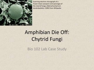 Amphibian Die Off:
Chytrid Fungi
Bio 102 Lab Case Study
Scanning electron micrograph of a
frozen intact zoospore and sporangia of
the chytrid fungus (Batrachochytrium
dendrobatidis), CSIRO from Wikipedia
 