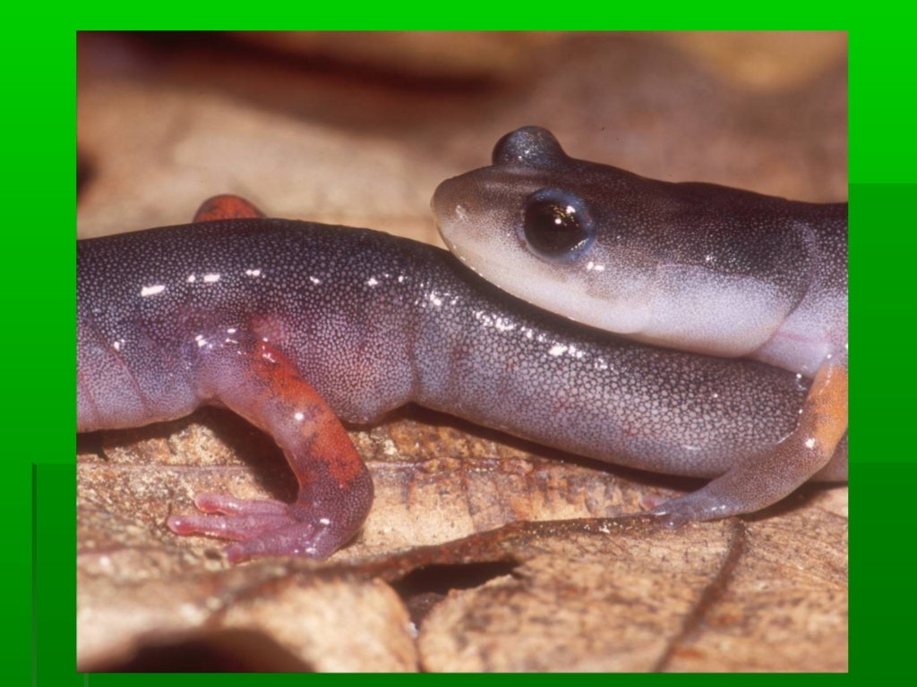 Amphibian Reproduction Notes