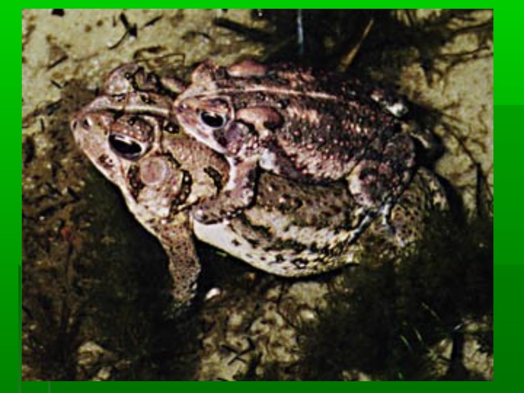 Amphibian Reproduction Notes