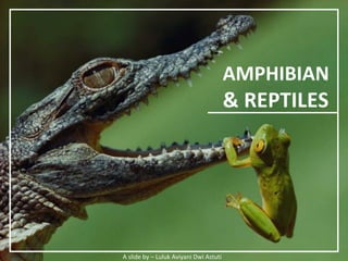 AMPHIBIAN
& REPTILES
A slide by – Luluk Aviyani Dwi Astuti
 