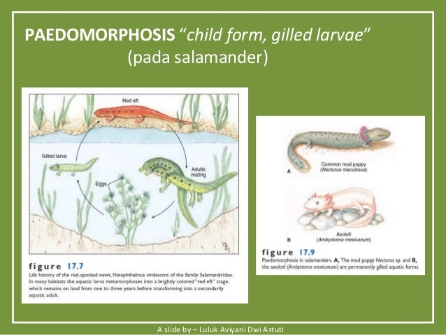 Biodiversitas Hewan  Amphibi  Reptil 