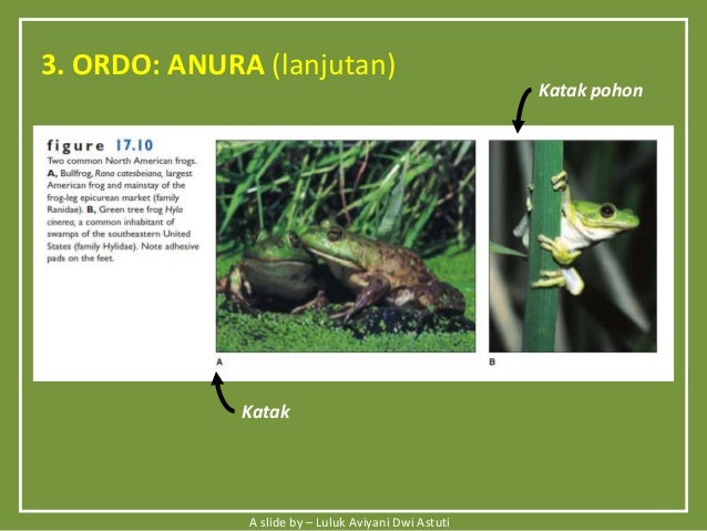 Biodiversitas Hewan  Amphibi  Reptil 