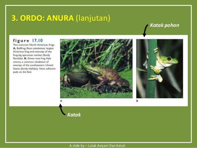 Biodiversitas Hewan Amphibi Reptil Biodiversitas Hewan Amphibi Reptil