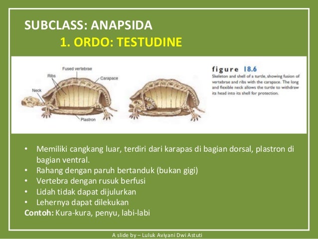 Biodiversitas Hewan  Amphibi  Reptil 