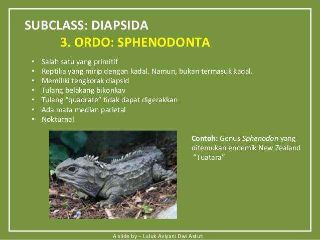 Biodiversitas Hewan  Amphibi  Reptil 