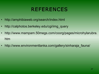 Amphibian Richness In The Lowland Forests Of Kithulagala | PPT