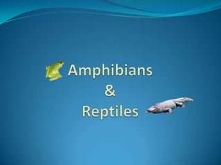 Amphibians&Reptiles 