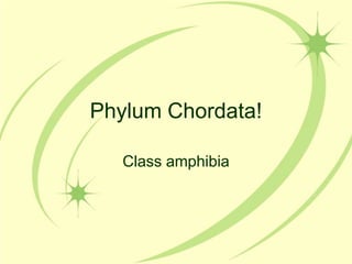 Phylum Chordata!

   Class amphibia
 