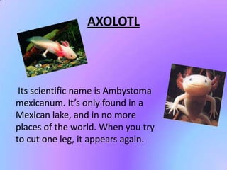 AXOLOTL
Its scientific name is Ambystoma
mexicanum. It’s only found in a
Mexican lake, and in no more
places of the world. When you try
to cut one leg, it appears again.
