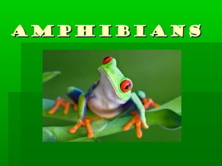 Amphibians

 