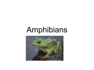 Amphibians
 