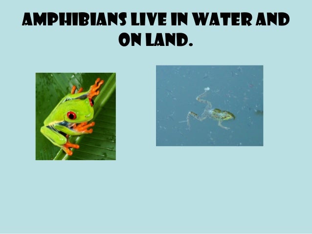 Amphibians Ppt Amphibians Ppt