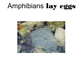 Amphibians lay eggs
 