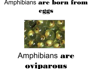Amphibians are born from
eggs
Amphibians are
oviparous
 