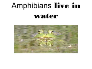 Amphibians live in
water
 