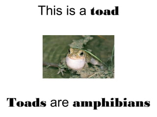 This is a toad
Toads are amphibians
 