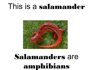 This is a salamander
Salamanders are
amphibians
 