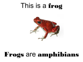 This is a frog
Frogs are amphibians
 