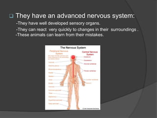  They have an advanced nervous system:
-They have well developed sensory organs.
-They can react very quickly to changes in their surroundings .
-These animals can learn from their mistakes.
 