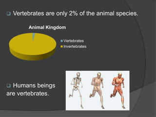  Vertebrates are only 2% of the animal species.
 Humans beings
are vertebrates.
Animal Kingdom
Vertebrates
Invertebrates
 