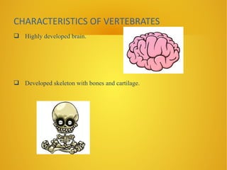 CHARACTERISTICS OF VERTEBRATES
Highly developed brain.
Developed skeleton with bones and cartilage.