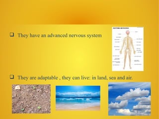 They have an advanced nervous system
They are adaptable , they can live: in land, sea and air.