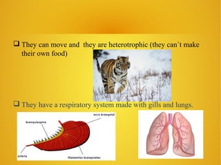  They can move and they are heterotrophic (they can´t make
their own food)
They have a respiratory system made with gills and lungs.