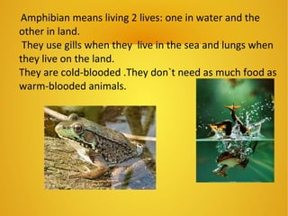 Amphibian means living 2 lives: one in water and the
other in land.
They use gills when they live in the sea and lungs when
they live on the land.
They are cold-blooded .They don`t need as much food as
warm-blooded animals.