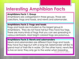 Amphibians Facts 1: Group
Amphibians are categorized in three groups. Those are
caecilians, frogs and toads, and newts and salamander.
Amphibians Facts 2: Frogs and toads
Frogs and toads are included as the largest group in
Amphibians. They do not have tail but they have four legs.
There are many kinds of frogs that you can see spreading in
various rainforests. Most bright colored frogs are poisonous.
Amphibians Facts 3: Newts and salamanders
Newts and salamanders are different from frogs and toads.
They have four legs but with a long tail. Salamander will like to
spend most of their life in water. On the other hand, newts like
to live on land. They only go to the water when breeding.
Interesting Amphibian Facts
FLOURIE MAE O. OJALES
 