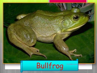 Bullfrog FLOURIE MAE O. OJALES
 