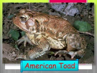 American ToadFLOURIE MAE O. OJALES
 
