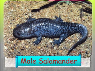 Mole SalamanderFLOURIE MAE O. OJALES
 