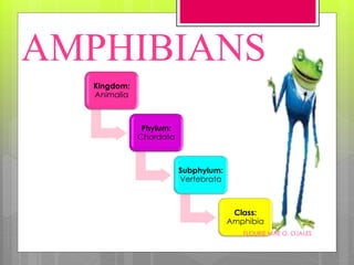 AMPHIBIANS
Kingdom:
Animalia
Phylum:
Chordata
Subphylum:
Vertebrata
Class:
Amphibia
FLOURIE MAE O. OJALES
 
