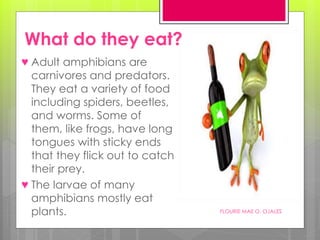 What do they eat?
♥ Adult amphibians are
carnivores and predators.
They eat a variety of food
including spiders, beetles,
and worms. Some of
them, like frogs, have long
tongues with sticky ends
that they flick out to catch
their prey.
♥ The larvae of many
amphibians mostly eat
plants. FLOURIE MAE O. OJALES
 