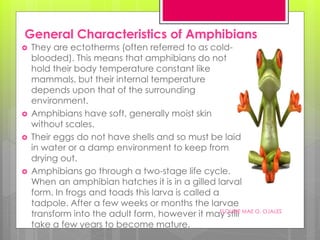 General Characteristics of Amphibians
 They are ectotherms (often referred to as cold-
blooded). This means that amphibians do not
hold their body temperature constant like
mammals, but their internal temperature
depends upon that of the surrounding
environment.
 Amphibians have soft, generally moist skin
without scales.
 Their eggs do not have shells and so must be laid
in water or a damp environment to keep from
drying out.
 Amphibians go through a two-stage life cycle.
When an amphibian hatches it is in a gilled larval
form. In frogs and toads this larva is called a
tadpole. After a few weeks or months the larvae
transform into the adult form, however it may still
take a few years to become mature.
FLOURIE MAE O. OJALES
 