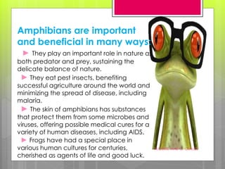 Amphibians are important
and beneficial in many ways:
► They play an important role in nature as
both predator and prey, sustaining the
delicate balance of nature.
► They eat pest insects, benefiting
successful agriculture around the world and
minimizing the spread of disease, including
malaria.
► The skin of amphibians has substances
that protect them from some microbes and
viruses, offering possible medical cures for a
variety of human diseases, including AIDS.
► Frogs have had a special place in
various human cultures for centuries,
cherished as agents of life and good luck.
FLOURIE MAE O. OJALES
 