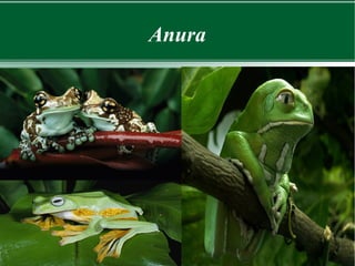 Anura
 