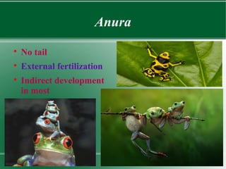 Amphibians | PPT