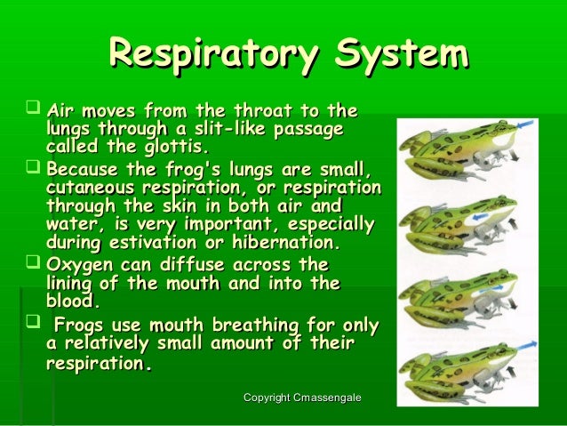 amphibians