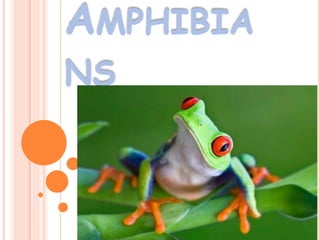 AMPHIBIA
NS
 
