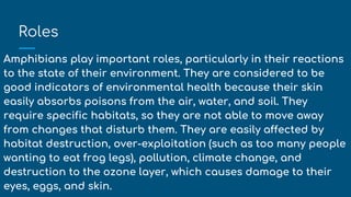 Roles
Amphibians play important roles, particularly in their reactions
to the state of their environment. They are considered to be
good indicators of environmental health because their skin
easily absorbs poisons from the air, water, and soil. They
require specific habitats, so they are not able to move away
from changes that disturb them. They are easily affected by
habitat destruction, over-exploitation (such as too many people
wanting to eat frog legs), pollution, climate change, and
destruction to the ozone layer, which causes damage to their
eyes, eggs, and skin.
 