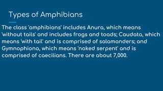 Types of Amphibians
The class 'amphibians' includes Anura, which means
'without tails' and includes frogs and toads; Caudata, which
means 'with tail' and is comprised of salamanders; and
Gymnophiona, which means 'naked serpent' and is
comprised of caecilians. There are about 7,000.
 
