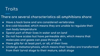 Traits
There are several characteristics all amphibians share:
● Have a back bone and are considered vertebrates
● Are cold-blooded, which means they are unable to regulate their
own body temperature
● Spend part of their lives in water and on land
● Do not have scales but have permeable skin, which means that
molecules and gases can pass through it
● Have gills for at least part, or all, of their lives
● Undergo metamorphosis, which means their bodies are transformed
from their larval stage to their mature, adult stage
 